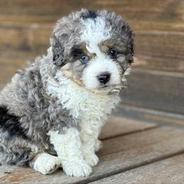 Memphis - Blue merle male Aussiedoodle puppy in Charleston, Arkansas from Lazy S Aussies