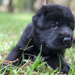 German Shepherd Puppies from Zwinger vom Schneider Wald