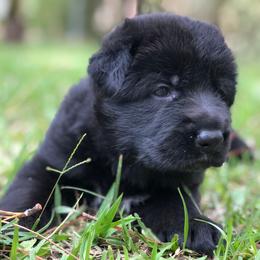 German Shepherd Puppies from Zwinger vom Schneider Wald