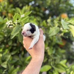Faith - Blue female Australian Cattle Dog puppy in Surprise, Arizona from Copper State Cattle Dogs