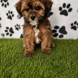 Lenox - Brown male Shihpoo puppy in Boston, Massachusetts from London’s puppies
