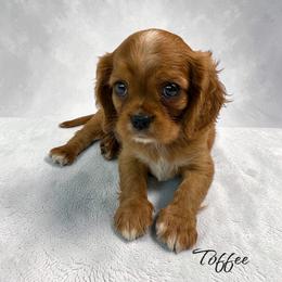 Toffee - Ruby male Cavalier King Charles Spaniel puppy in Miami, Florida from Mario’s Pups