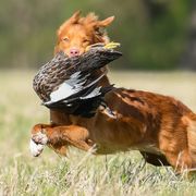Nova Scotia Duck Tolling Retrievers from Soaring Heart Kennels