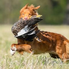 Nova Scotia Duck Tolling Retrievers from Soaring Heart Kennels