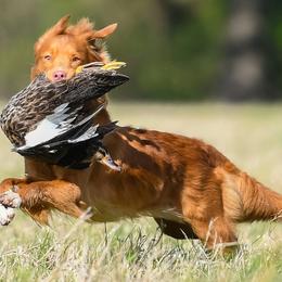 Nova Scotia Duck Tolling Retrievers from Soaring Heart Kennels