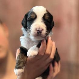Stripes - Sable male Bernedoodle puppy in Kansas City, Missouri from Beary GoldenDoodles