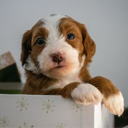Honey Mint Girl - Red  female Goldendoodle puppy in Lafayette, Alabama from Sweethaven Kennels