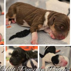 Aussiedoodle, Bordoodle, and Double Doodle Puppies from Ramirez Family Doodles