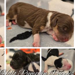 Aussiedoodle, Bordoodle, and Double Doodle Puppies from Ramirez Family Doodles