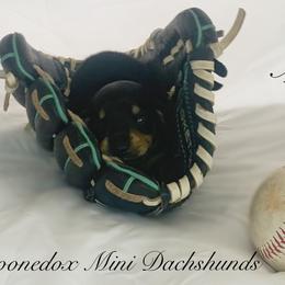 Dachshund Puppies from Marissa's Dachshunds (BooneDox Mini Dachshunds)