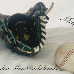 Dachshund Puppies from Marissa's Dachshunds (BooneDox Mini Dachshunds)