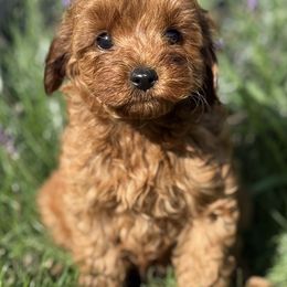 Chesney (Orange Collar Male) - Red male Cavapoo puppy in Pleasant Hill, Iowa from Harvest Creek
