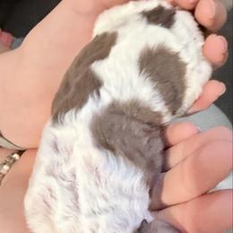 Latte - Parti female Goldendoodle puppy in Wake Forest, North Carolina from Wake Forest Darling Doodles