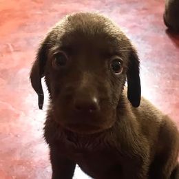 Dilute Retrievers and Labrador Retrievers from Cyrene’s Labradors