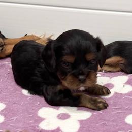 Theo - Black and tan male Cavalier King Charles Spaniel puppy in Ocala, Florida from Ray of Sunshine Spaniels LLC