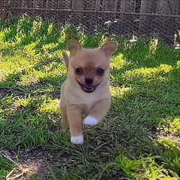 Lil One - Fawn and white male Chihuahua puppy in Weatherford, Texas from Small and Mighty Chihuahuas
