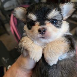 Theadore  4500 - Black sabled fawn male Chihuahua puppy in Citrus Heights, California from Golden State Chihuahuas