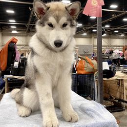 Alaskan Malamute Puppies from Alpenglow Alaskan Malamutes