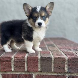 Teal - Black and tan female Pembroke Welsh Corgi puppy in Saint George, South Carolina from Carolina cotton candy corgis