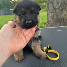 Mr Yellow - Black and tan male German Shepherd puppy in Lawton, Michigan from Free Indeed Shepherds