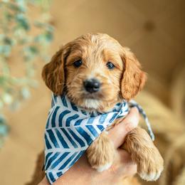 Artemis - Apricot male Goldendoodle puppy in Acton, Maine from Silver Pines Pups