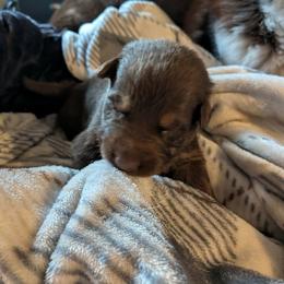 Jon Snow - Liver male German Shepherd puppy in Garrett, Indiana from Devil-Dog Shepherds