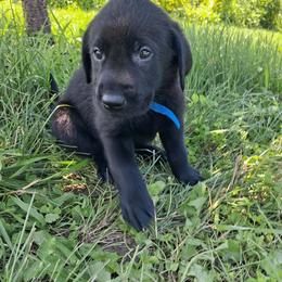 Blue Boy - Black male Labrador Retriever puppy in Potosi, Wisconsin from Point and Flush Gun Dogs