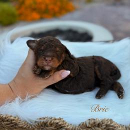 Brie - Phantom female Goldendoodle puppy in Las Vegas, Nevada from Dose of Doodles