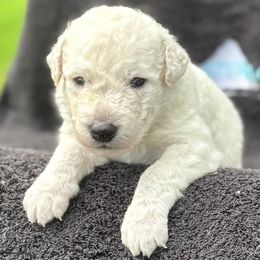 Boy 5 - male Kuvasz puppy in Wimauma, Florida from Whiterock