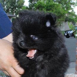 Bandit - Black male Pomeranian puppy in Napa, California from Cristina's Pomeranians