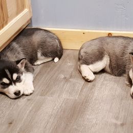 Siberian Husky Puppies from Kates Methow Siberians