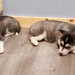 Siberian Husky Puppies from Kates Methow Siberians