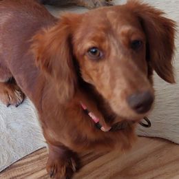 Lyndy - Dachshund