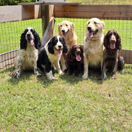 Boykin Spaniel and English Springer Spaniel Puppies from 31 Pines Springers & Retrievers
