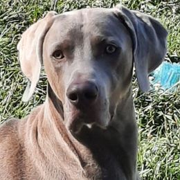 Ash - Weimaraner
