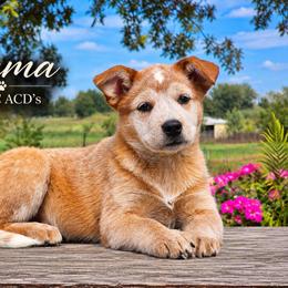 Jrama - Red mottled female Australian Cattle Dog puppy in Chillicothe, Missouri from TLC Cattle dogs
