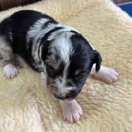 Roxie - Blue merle female Miniature Australian Shepherd puppy in Geary, Oklahoma from Helm Farms Aussies