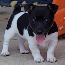 Teddy Roosevelt Terrier Puppies from Travelin' Man Terriers