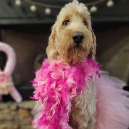 Grace - Goldendoodle