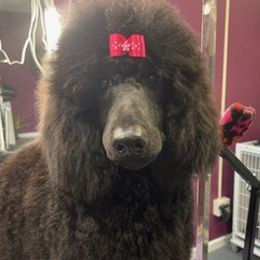 Poodles from CeMee Standard Poodles