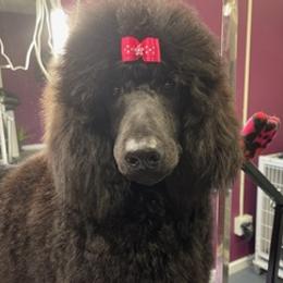 Poodles from CeMee Standard Poodles
