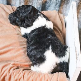 Poodle Puppies from BC’s Poodles on the Mountain