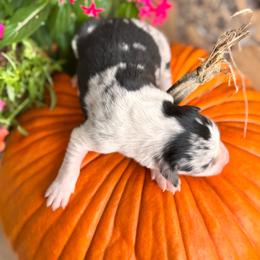 Boy 2 - Blue merle - Blue merle male Border Collie puppy in Minden, Iowa from Rocking N Registered Border Collies & Labradors