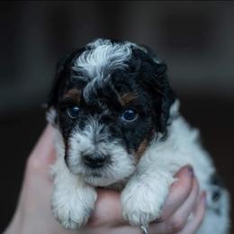 Bernedoodle Puppies from Autumn Vanskiver