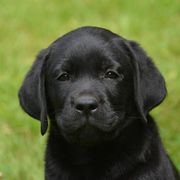 Labrador Retriever and Welsh Springer Spaniel Puppies from Puget Sound Labrador Retriever Association