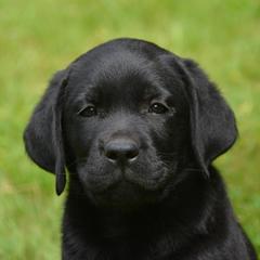Labrador Retriever and Welsh Springer Spaniel Puppies from Puget Sound Labrador Retriever Association