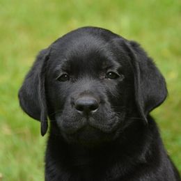 Labrador Retriever and Welsh Springer Spaniel Puppies from Puget Sound Labrador Retriever Association