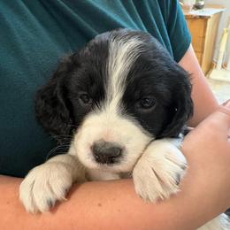 Flint - Black and white male English Springer Spaniel puppy in St Johnsbury, Vermont from Paradise Valley Springers