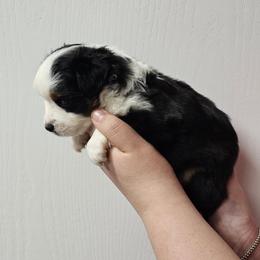 Mastiff and Toy Australian Shepherd Puppies from Mountain Mama Mastiffs and Tailspin Toy Aussies