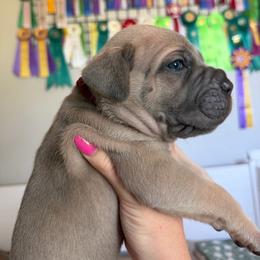 Boy 4 - Fawn male Cane Corso puppy in Briggs, Texas from Capital City Corso’s